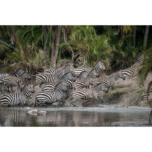 Sederquist, Betty 아티스트의 Africa-Tanzania Perhaps spooked by crocodiles-zebras stampede in the Serengeti작품입니다.